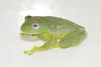 Description de l'image Cochranella resplendens.jpg.