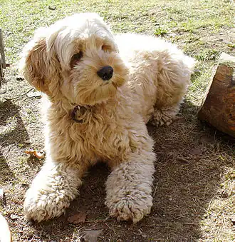 Cockapoo.