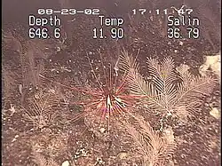 Coelopleurus floridanus à 600&nbsp;m de profondeur en mer des Caraïbes.