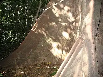 Coelostegia griffithi ,