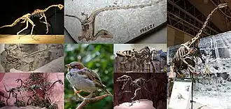 Description de l'image Coelurosauria.jpg.