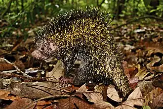 Description de l'image Coendou nycthemera 250736201.jpg.