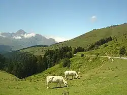 Plus bas le final de l'ascension du col d'Aspin, sur le versant ouest. Au fond le pic du Midi de Bigorre.