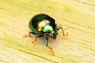 Description de l'image Colaspoides fulgida 330608859.jpg.