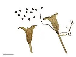 Colchicum montanum au Muséum de Toulouse.