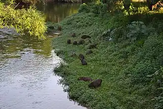 Troupe de capybaras, au Brésil.