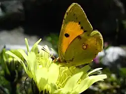 Le Souci (Colias croceus)
