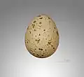 Œuf - Muséum de Toulouse
