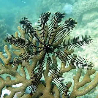 Colobometra perspinosa