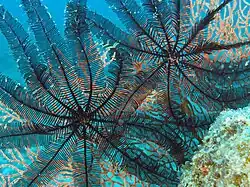 Deux spécimens dans leur environnement en Australie.