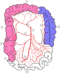 Colonic blood supply