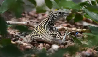 Description de l'image Colorado checkered whiptail.png.