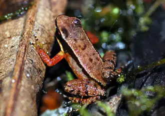 Description de l'image Colostethus kaiei.jpg.