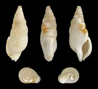 Colubraria tortuosa&nbsp;(nl), un Colubrariidae.