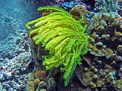 Comaster schlegelii variante jaune (classique aux Maldives)