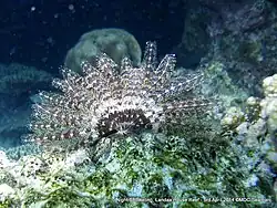 Stephanometra indica