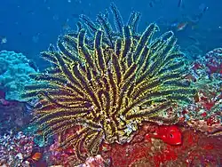 Spécimen des Maldives.