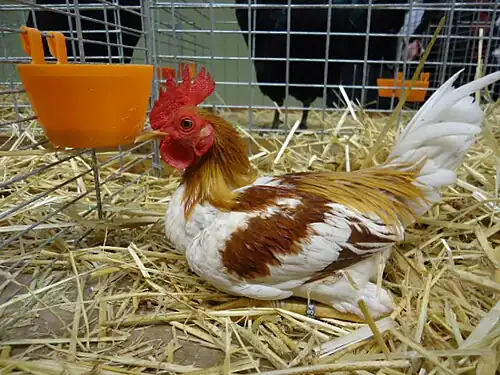 Coq Combattant anglais moderne nain, variété saumon blanc doré