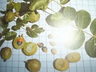 Description de cette image, également commentée ci-après