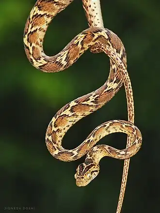 Description de l'image Common Cat Snake.jpg.