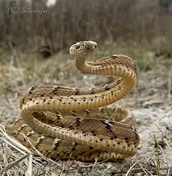 Spécimen dressé en position de défense.