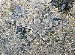 Archaster typicus.
