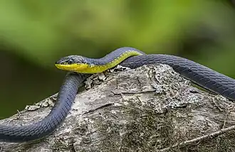 Dendrelaphis punctulatus dans le parc national de Daintree, Australie. Novembre 2023.