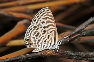 Leptotes pirithous