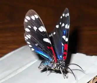 Description de l'image Composia fidelissima.jpg.