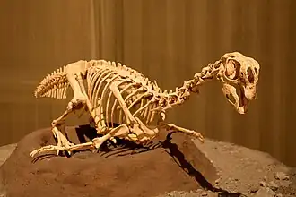 Moulage du squelette d'un Pennaraptora oviraptoridé, Conchoraptor, placé sur un nid.