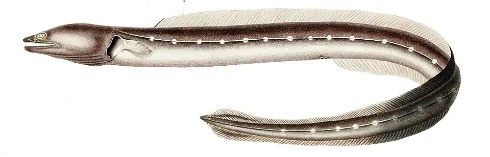 Conger orbignianus&nbsp;(sv).