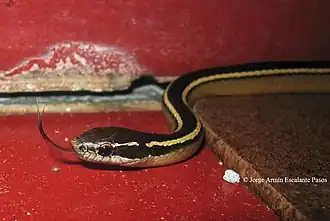 Description de l'image Coniophanes schmidti.jpg.