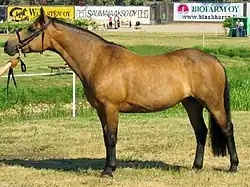 Photo d'une ponette de couleur fauve et noir, présentée en main de profil.