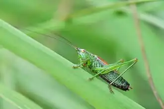 Description de cette image, également commentée ci-après