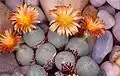 Conophytum auctum