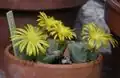 Conophytum immacratum