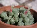 Conophytum seitubum