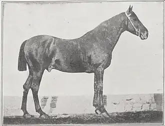 Photo noir et blanc d'un cheval vu de profil.