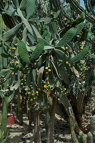 Description de l'image Consolea rubescens-IMG 1944.jpg.