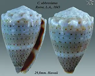 Description de l'image Conus abbreviatus 1.jpg.