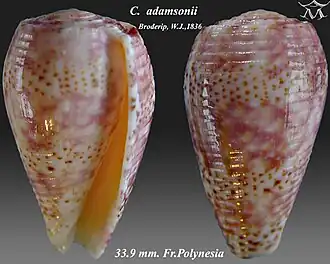 Description de l'image Conus adamsonii 1.jpg.