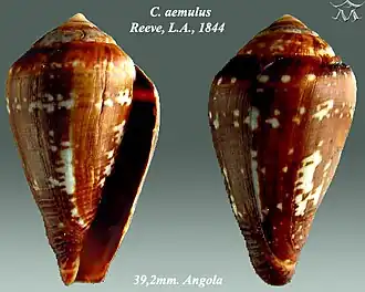 Description de l'image Conus aemulus 1.jpg.