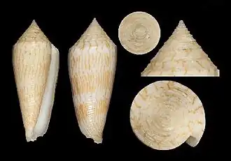 Description de l'image Conus aito 001.jpg.