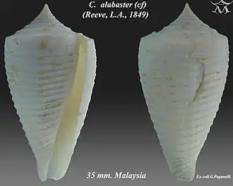 Description de l'image Conus alabaster 1.jpg.