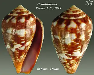 Description de l'image Conus ardisiaceus 1.jpg.