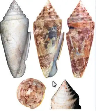 Description de l'image Conus bellacoensis.jpg.