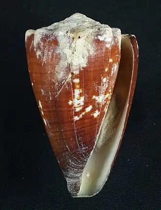 Description de l'image Conus brunneus.JPG.