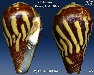 Description de l'image Conus bulbus 1.jpg.
