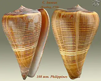 Description de l'image Conus buxeus 1.jpg.