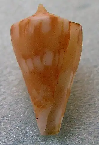 Description de l'image Conus capitanellus 003.jpg.